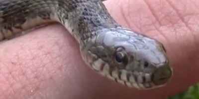 Charlottesville snake